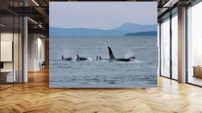 Washington's Orca Pod in Harmonious Ocean Dance Wall mural