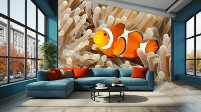 clown anemonefish Wall mural