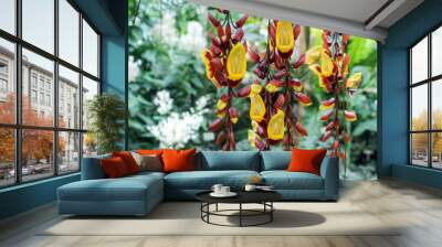 blooming thunbergia mysorensis flowers Wall mural