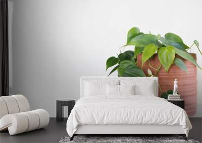 green Philodendron Hederaceum plant in pot with white background  Wall mural