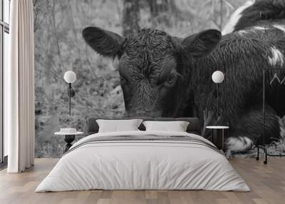 Calf cow with wet fur closeup during rainy weather in black and white on farm. Wall mural