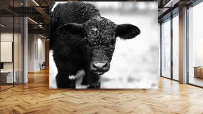 Calf on farm with wet fur from rain weather against blurred background in black and white. Wall mural