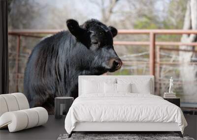 Cute black farm calf shows agriculture lifestyle during spring season on cattle farm. Wall mural