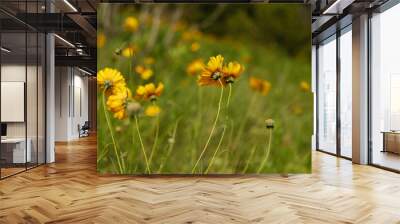 Delicate flowers of Greenthread in Texas spring season landscape. Wall mural