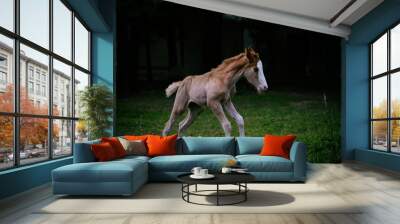 Happy foal horse in action running through dark spring field. Wall mural