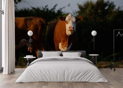 Hereford cow looking at camera from within beef herd during farm sunrise. Wall mural