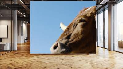 Longhorn cow vertical portrait of face close up, blue sky background Wall mural