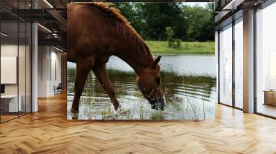 Quarter horse drinking water from pond on farm during summer for hydration. Wall mural