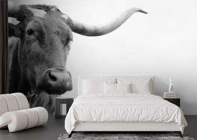 Texas longhorn cow face close up in monochrome, showing large horns isolated on white background with copy space. Wall mural