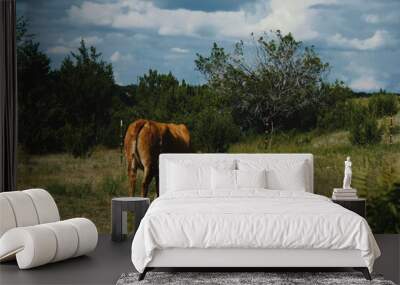 Texas longhorn cow grazing in summer field with storm clouds in background. Wall mural