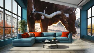 Texas longhorn cow scratching itch with horns close up. Wall mural