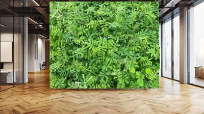 Close-up of Natural Green Plant . Green background Wall mural