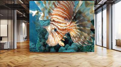 Lion fish14 Wall mural