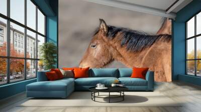 portrait of a young wild horse in nevada usa Wall mural