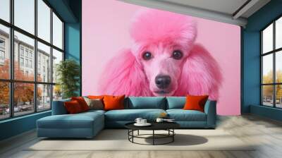 simple portrait of a pink poodle dog on pink background Wall mural