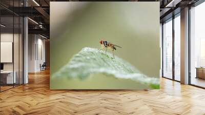 fly on leaf Wall mural