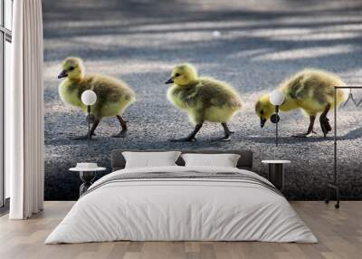 goslings crossing road Wall mural