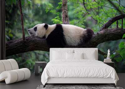 lazy panda bear sleeping on a tree branch, china wildlife. bifengxia nature reserve, sichuan provinc Wall mural