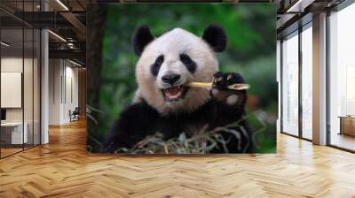 Panda Bear Eating Bamboo, Bifengxia Panda Reserve in Ya'an Sichuan Province, China. Panda looking at the viewer with mouth open, eating a large chunk of Bamboo. Endangered Species Animal Conservation Wall mural