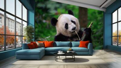 Panda Bear Looking ahead while grabbing and biting some fresh Bamboo for lunch. Bifengxia Panda Reserve in Sichuan Province, China. Wildlife Conservation Area, Endangered Species. Panda eating lunch Wall mural