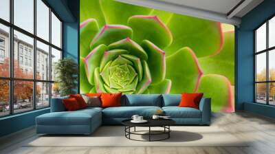 Succulent plant aeonium arboreum closeup, background. Wall mural