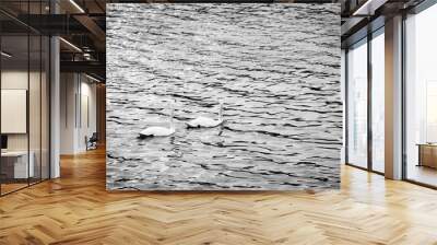 Swans swimming on the water in nature at black & white photography. Wall mural