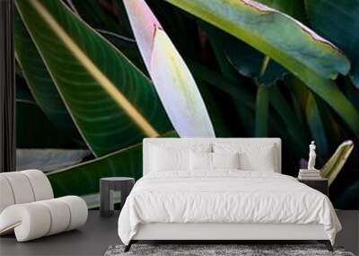 Bird of paradise plant Wall mural