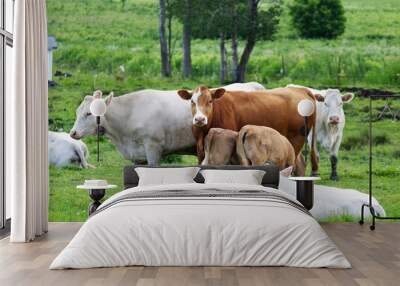 White and caramel colored cows relaxing in the meadow on a sunny day Wall mural