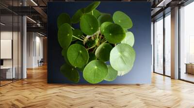 
pilea plant, top view, dark blue background Wall mural