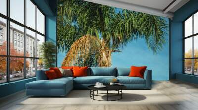 Leafy palm treetop at sunrise and blue sky Wall mural