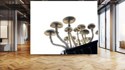 Hallucinogenic Psychedelic drug. Growing Albino A strain. Medical research of psilocybin . Wall mural