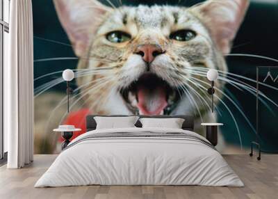 A tabby kitten meowing, closeup, closeup, summer concept. Wall mural