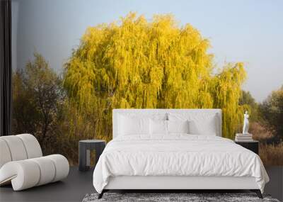 autumnal golden black willow tree closeup with sky on background Wall mural