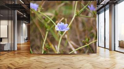 Closeup of common chicory blue flower with blurred plants on background Wall mural