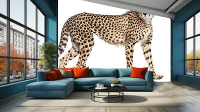 Cheetah isolated on transparent or white background Wall mural