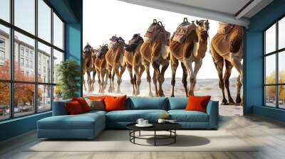 Group of camels isolated on transparent or white background  Wall mural