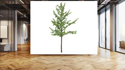 Tree isolated on white backgorund. Nature and plant collection. Wall mural