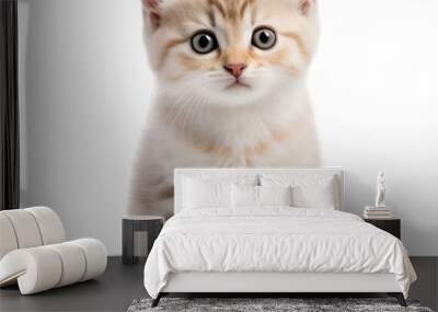 A kitten on a white background Wall mural