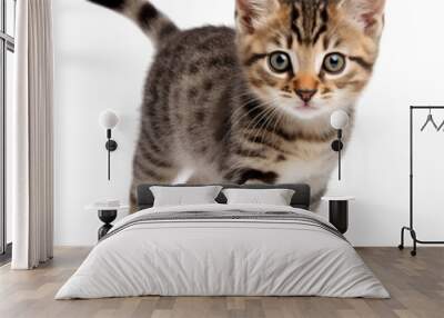 striped kitten walks in front of a white background Wall mural