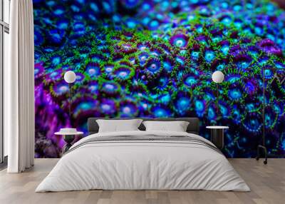 close up of a coral aquarium  
 Wall mural