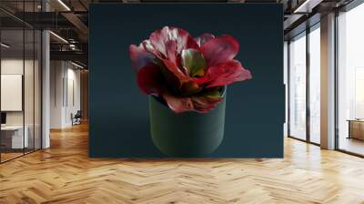 Flowers or plants in ceramic pot isolated on dark background, house decoration plants Wall mural