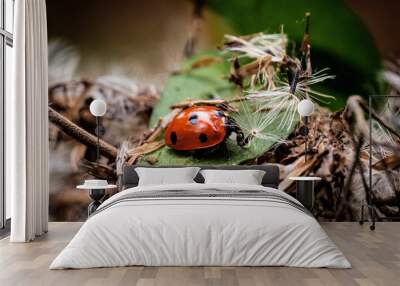 ladybug on leaf Wall mural