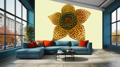 Close up shot of starfish cactus flower.  Wall mural