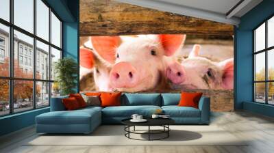 Close-up of a pig playing in a play yard in the farm so happy  Wall mural