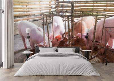 Four pigs are eating happily and morning sun.     Wall mural