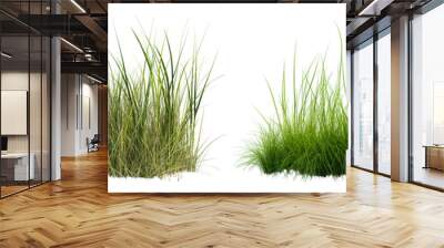 long grass bushes isolated on transparent or white background, 3d rendering Wall mural