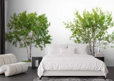 set of aspen trees with green leaves isolated on transparent or white background Wall mural