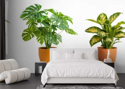 Tropical house plant with orange color pots isolated on transparent or white background Wall mural