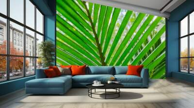 Green coconut leaves in close range Wall mural