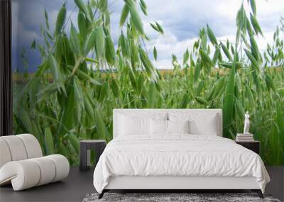 Close-up of maturing sprout of oats in the field Wall mural